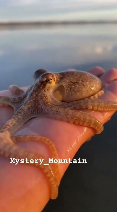 cute  octopus asmrmini minisatisfying cuteanimal youtube