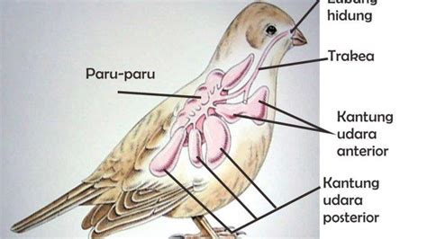 Alat Pernapasan Burung Dan Mekanisme Pernapasan Burung Materi Belajar