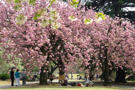 Gambar Keindahan Bunga Sakura di Jepang ~Taman-taman indah terkenal ...