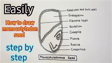 How To Draw Monocotyledon Seed। ।monocot Seed Labeled Diagram ।।step By