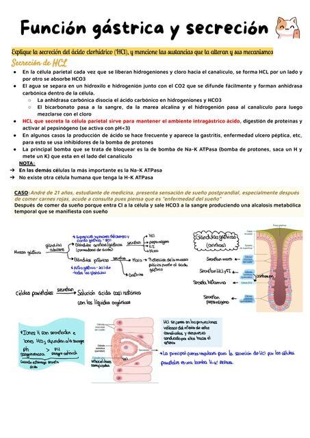 Funci N G Stricas Y Secreci N Medicomely Udocz