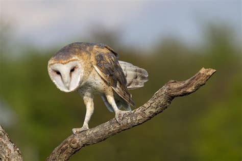 Fun Barn Owl Facts for Kids – Fun Facts 4 Kids