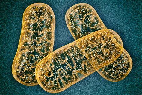 Mitochondrial Dna Archives Gen Genetic Engineering And