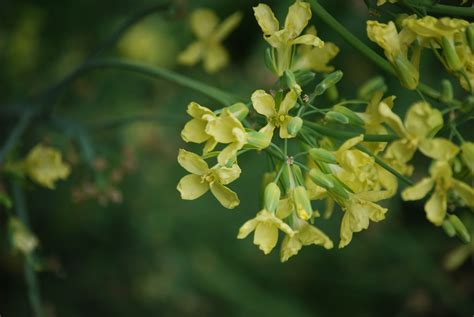 Cauliflower Flower