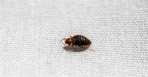 Baby Bed Bugs: Pictures, Identification & Control