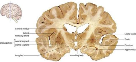 Cerebral Hemisphere And Cerebral Cortex Neuroanatomy An Illustrated