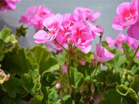 Benefits Of Geranium Essential Oil Amazing Benefits Essential