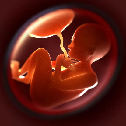 7month Fetus In Womb Stock Photo - Download Image Now - iStock