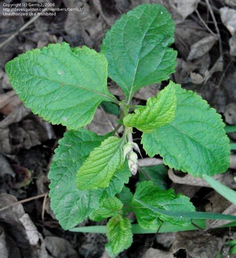 Plantfiles Pictures Salvia Species Nettleleaf Sage Wild Sage