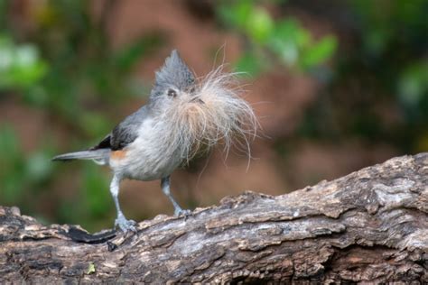 Tufted Titmouse: Field Guide, Pictures, Habitat & Info - Optics Mag