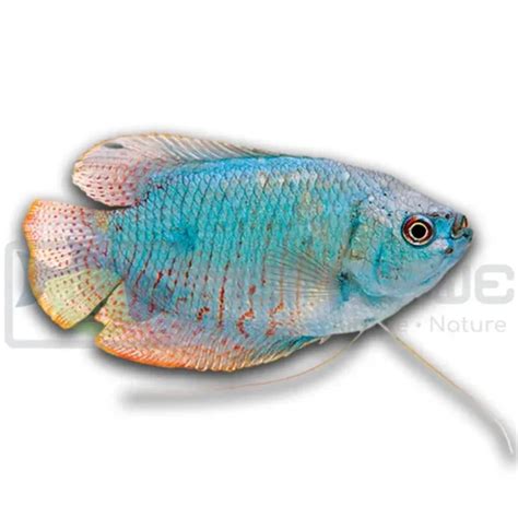 Coral Blue Dwarf Gourami Trichogaster Ialius Cape Town