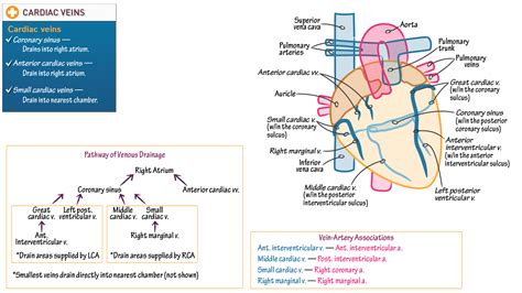 Gross Anatomy: Cardiac Veins | ditki medical & biological sciences