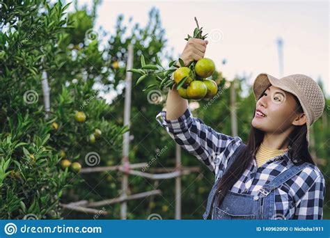 Young Attractive Asian Woman Harvesting Orange Fruit In Organic Farm