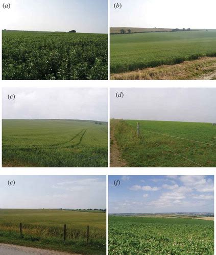 Full Article Validating The Meris Terrestrial Chlorophyll Index Mtci