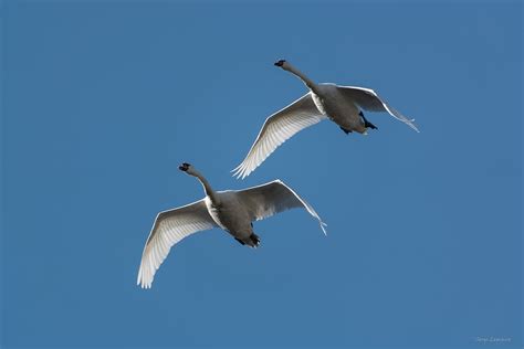 3 2 1 Cygne tuberculé Cygnus olor Mute swan Serge Lemaire