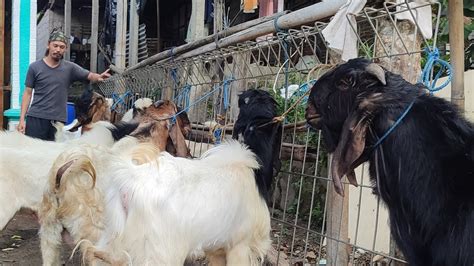 Kambing Qurban Melimpah Stok Banyak Harga Terjangkau Paket Reseler