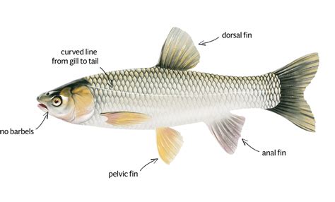 Grass Carp – Identification Key | Asian Carp Canada