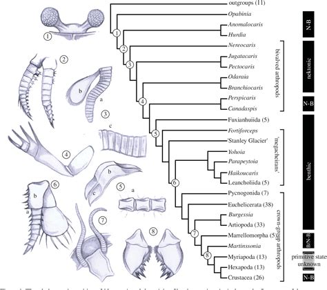 Figure 1 From Cambrian Bivalved Arthropod Reveals Origin Of