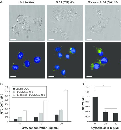 Uptake Of Pei Coated Plga Ova Nps By Dcs In Vitro Notes A Dcs