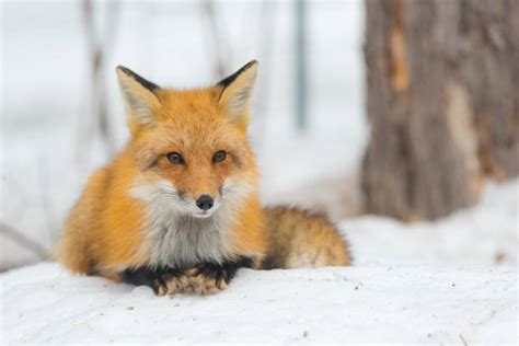 15.100+ Fotos, Bilder und lizenzfreie Bilder zu Fuchs Schnee - iStock