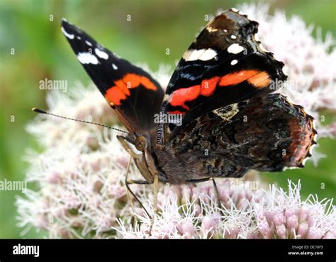 Wings Half White Half Black Hi Res Stock Photography And Images Alamy