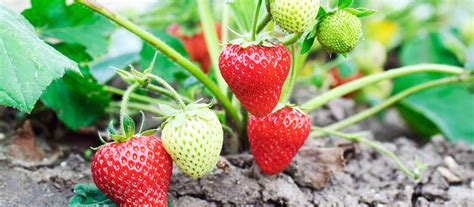 Frische Ortenauer Erdbeeren Hügel Heitz