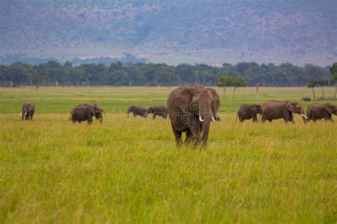 Herd Of African Bush Elephants Stock Photo Image Of Acacias Elephant