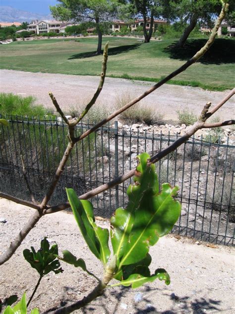 Xtremehorticulture Of The Desert Magnolia Persimmon And Crepe Myrtle