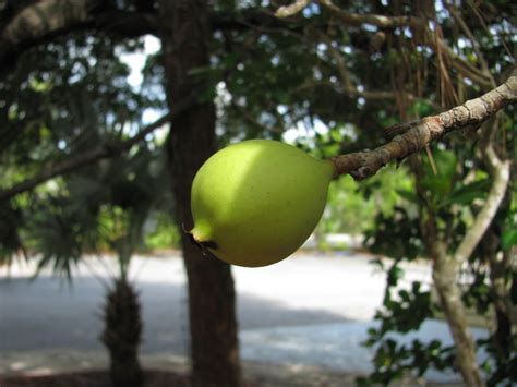 Plantfiles Pictures Seven Year Apple Genipa Clusiifolia 1 By Olddude