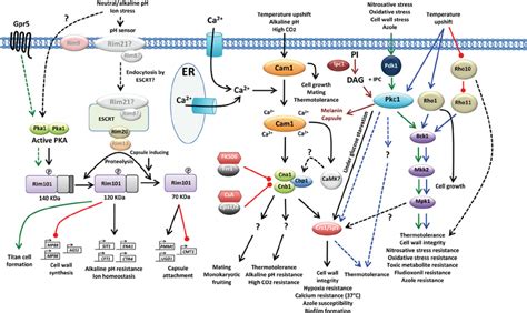 The Ca 2 ϩ calcineurin Rim101 and Pkc1 Mpk1 MAPK signaling pathways