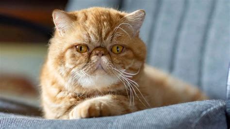 What kind of cat is Garfield cat? Best breed