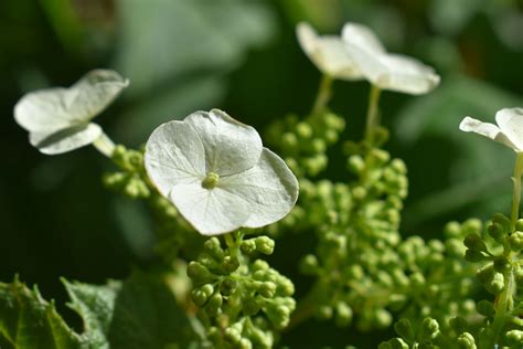 Pee Wee Oakleaf Hydrangea