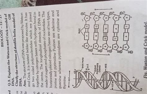 Q.3. Explain the Watson and Crick model of DNA.ORClarify the structure