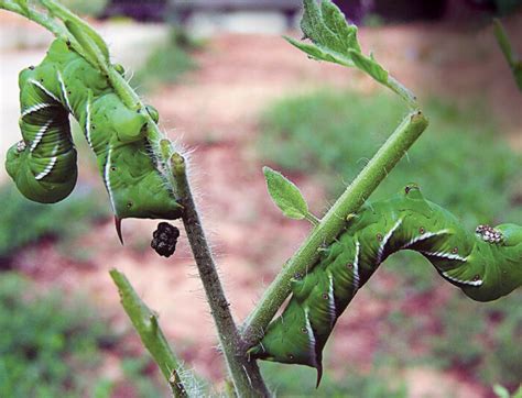 How To Get Rid Of Caterpillars In My Vegetable Garden Fasci Garden