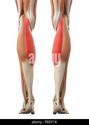 Medialer Kopf Des Gastrocnemius Muscle Anatomy For Medical Concept 3D