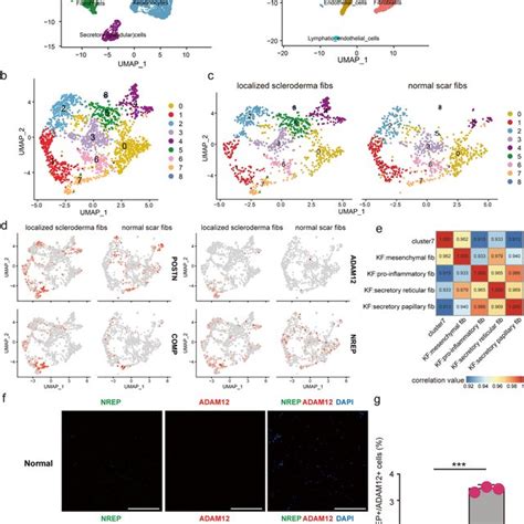 Pdf Single Cell Rna Seq Reveals Fibroblast Heterogeneity And