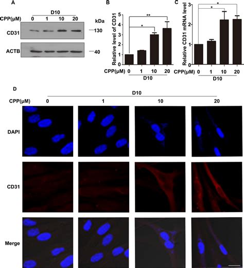 Cpp Promoted The Expression Of Cd Ab Hdfs Were Treated With