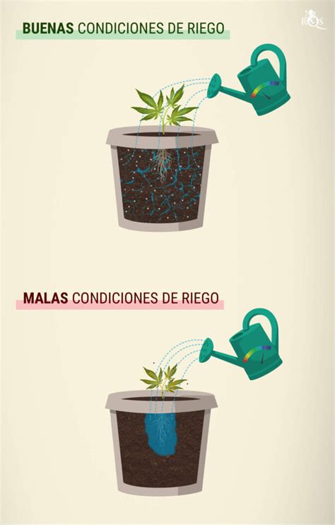 Cuánta agua necesita una planta automática Nucleo Jardin