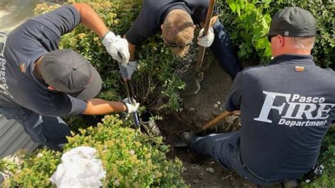 Coinc Dans Un Conduit De Cm Un Chaton Ne Peut Pas Se Lib Rer Sans L