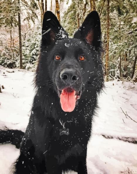 Malen Nach Zahlen Schwarzer Deutscher Sch Ferhund Malen Nach Zahlen