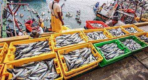 Empleo Cay En Pesca Y Construcci N Pero Subi En Servicios Y Miner A