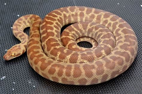 Stimson's Python Facts and Pictures | Reptile Fact