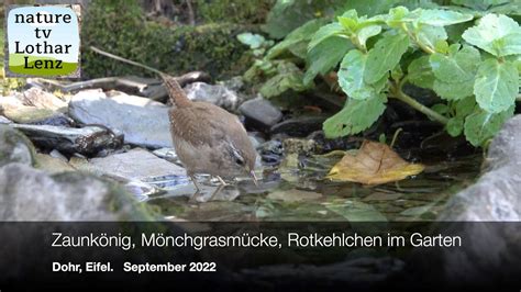 Zaunk Nig Im Garten Dohr Eifel September Youtube