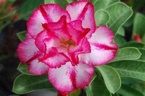 Desert Rose Adenium Obesum White Pink Double