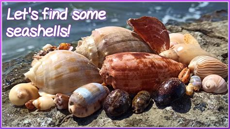 Finding Seashells At Low Tide Rare Geography Cone Virtual Shelling