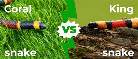 Coral Snake vs Kingsnake: 5 Key Differences Explained - A-Z Animals