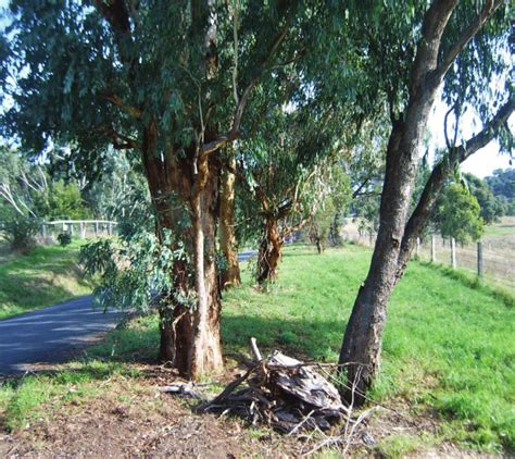 Yellow Box Trees At Warrandyte Victoria 2012 Image Source Author