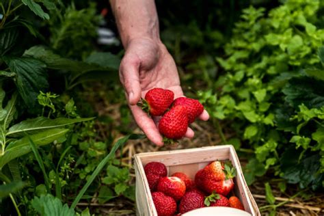 3,700+ Strawberry Picking Basket Stock Photos, Pictures & Royalty-Free ...