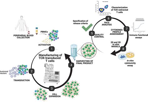 Frontiers Process Development For Adoptive Cell Therapy In Academia