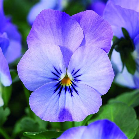 Viola Seeds 26 Violas Annual Flower Seeds Sgs